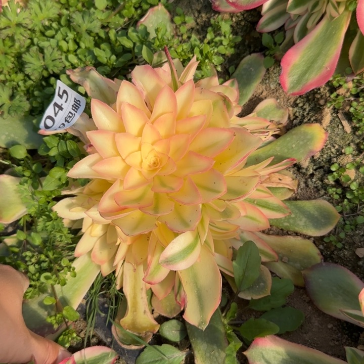 香妃……多肉植物……