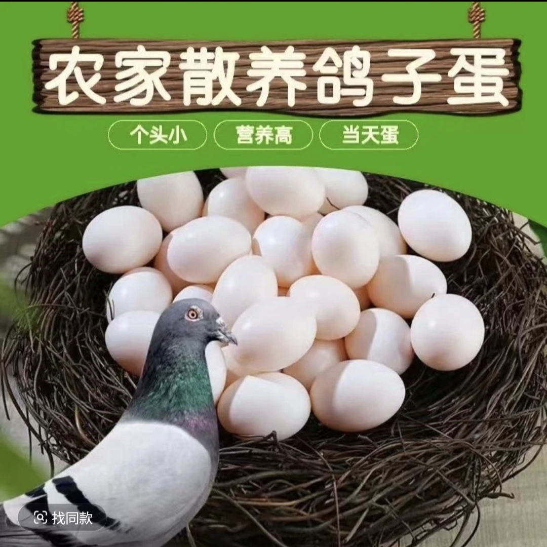 鸽子蛋信鸽蛋新鲜的