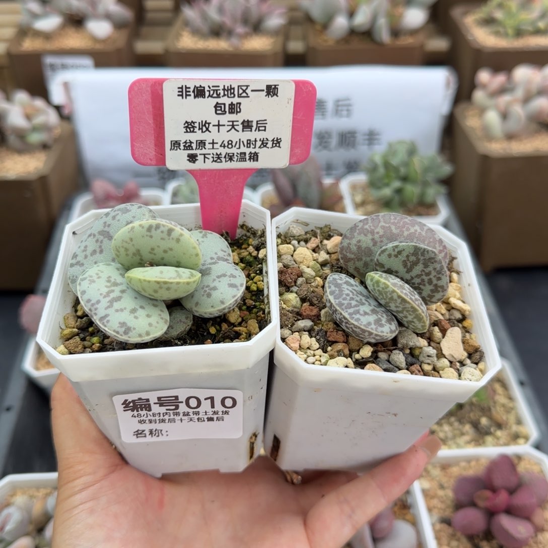 岁***?010花蛋多肉植物