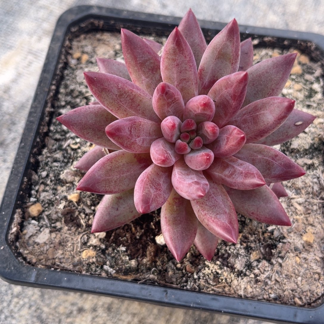 小***2虞美人多肉植物寄养