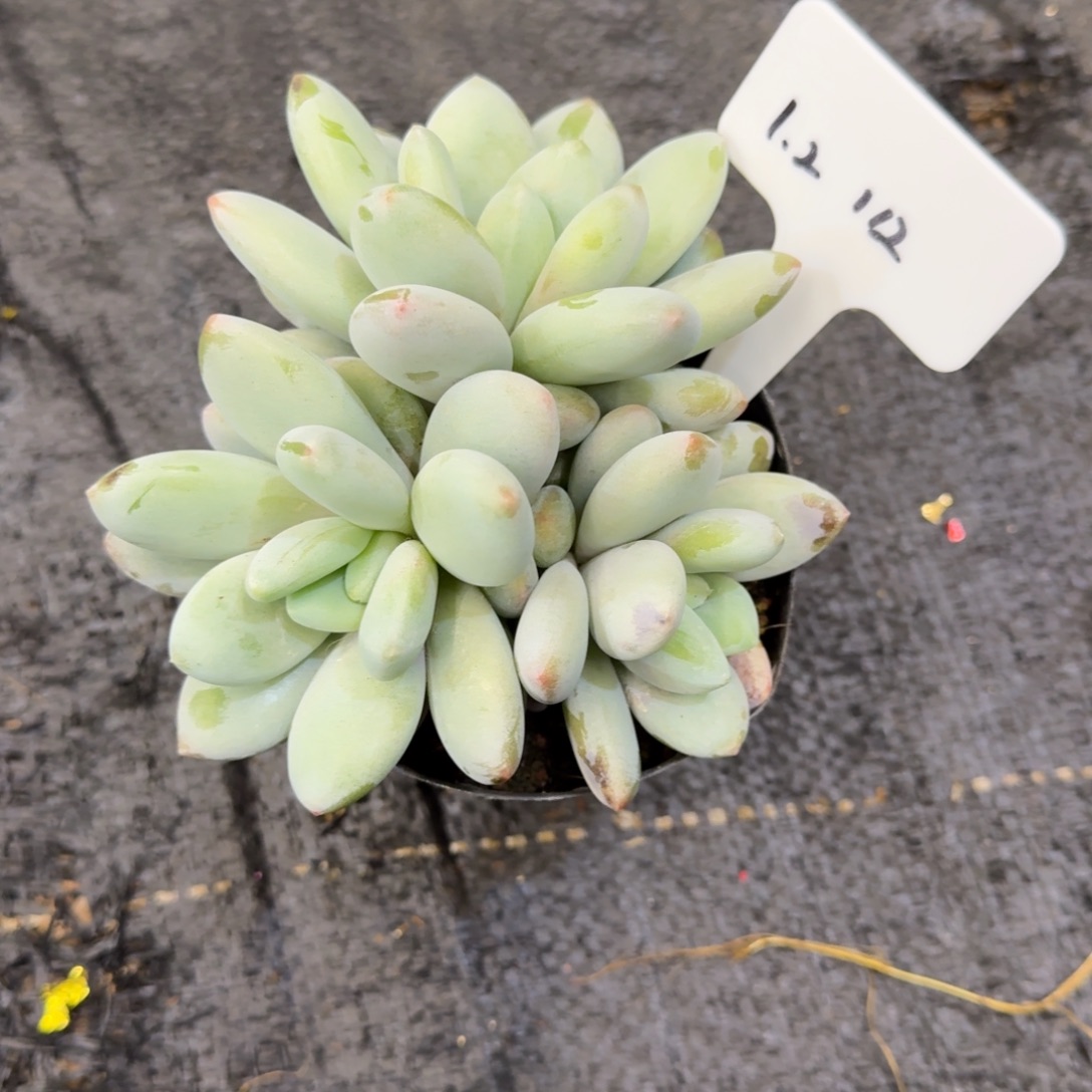 一物一拍胖体橙龙112