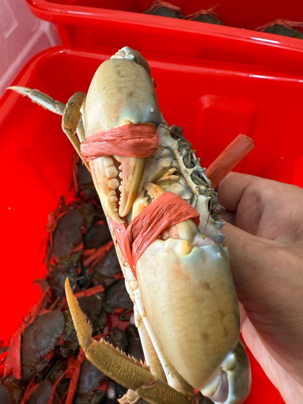 浙江福建野生秋米青蟹