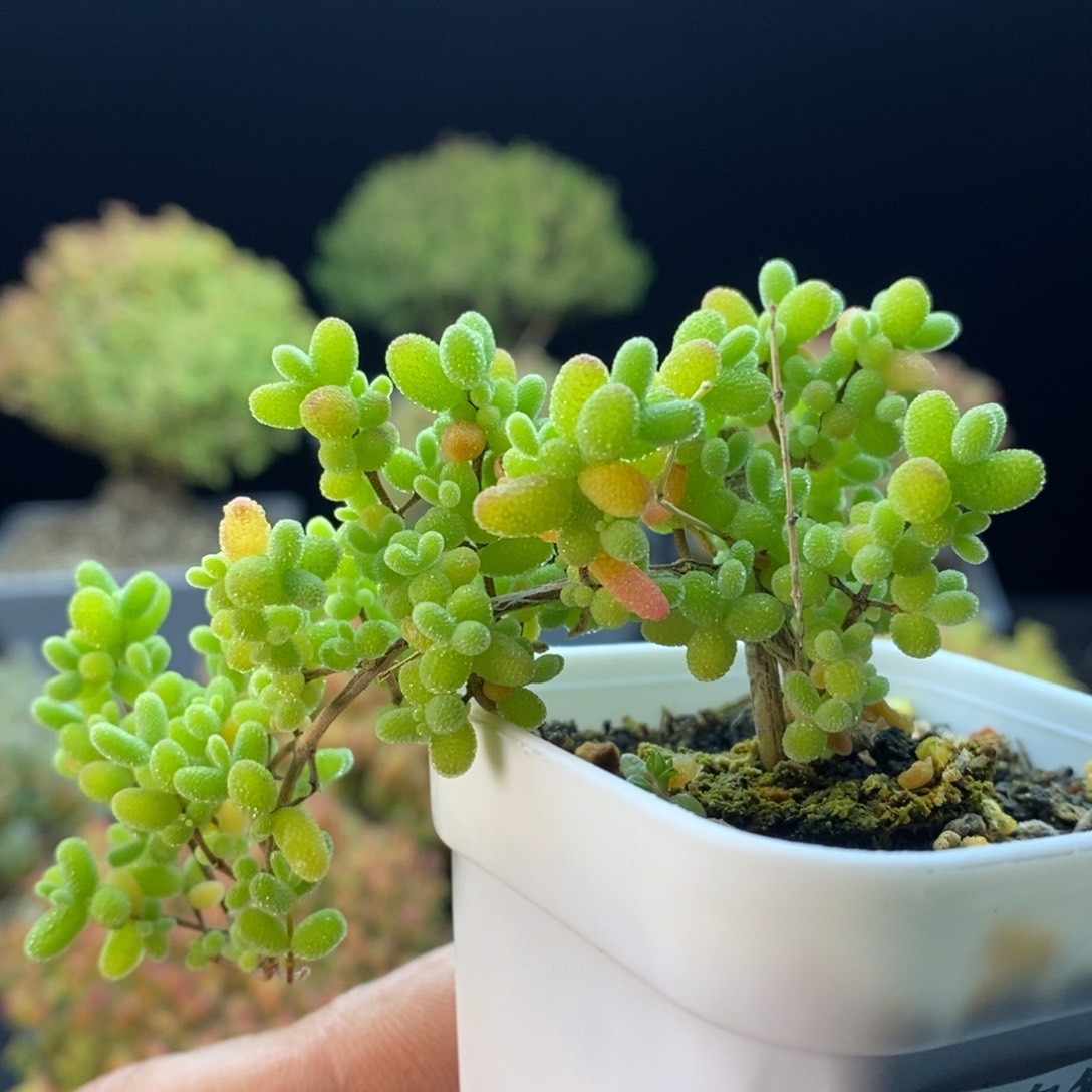 568蜜橘糖球。        