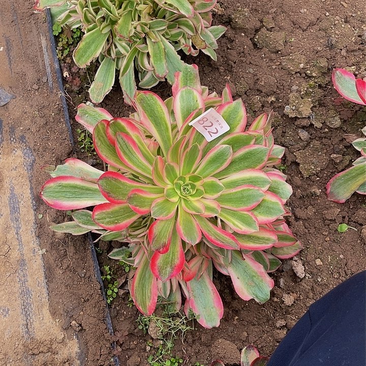 2322男神多肉植物