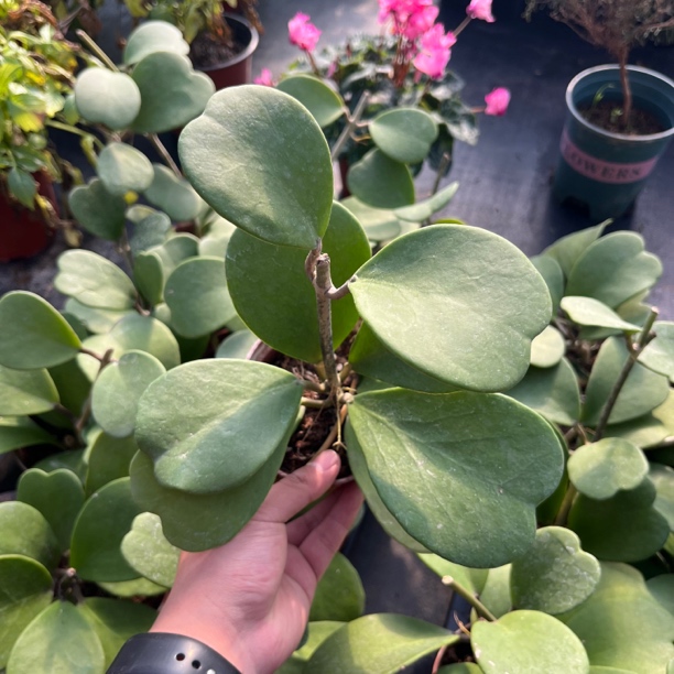 太行【心叶】球兰心形叶片高颜值养护简单耐热耐寒多年生植物