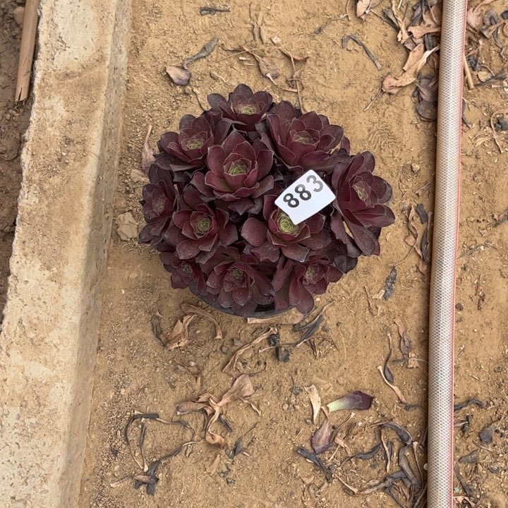 魅金玫瑰883不包断枝