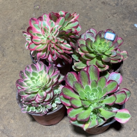 264多肉植物组合