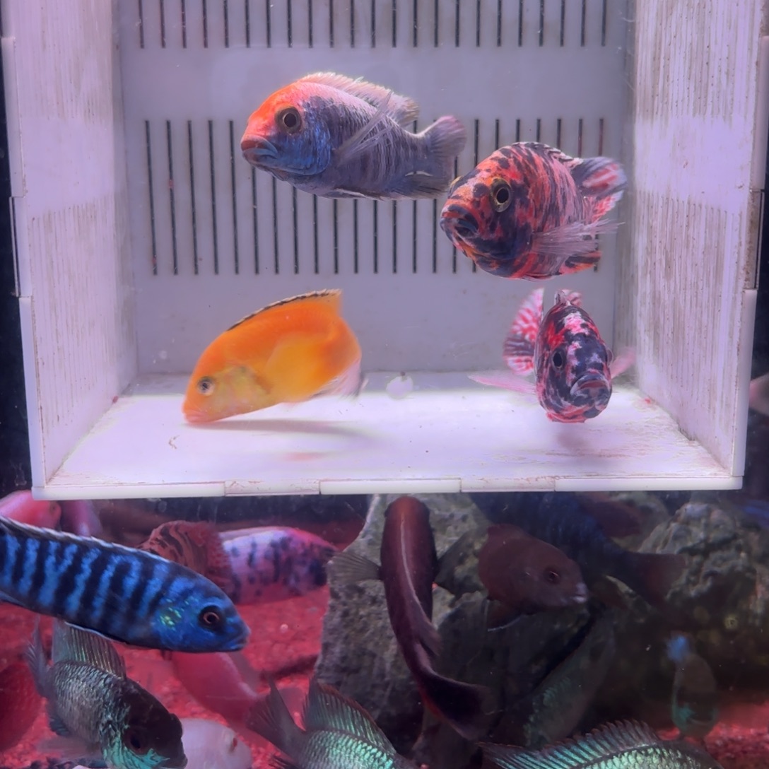 符***服慈鲷鱼直播84号4条