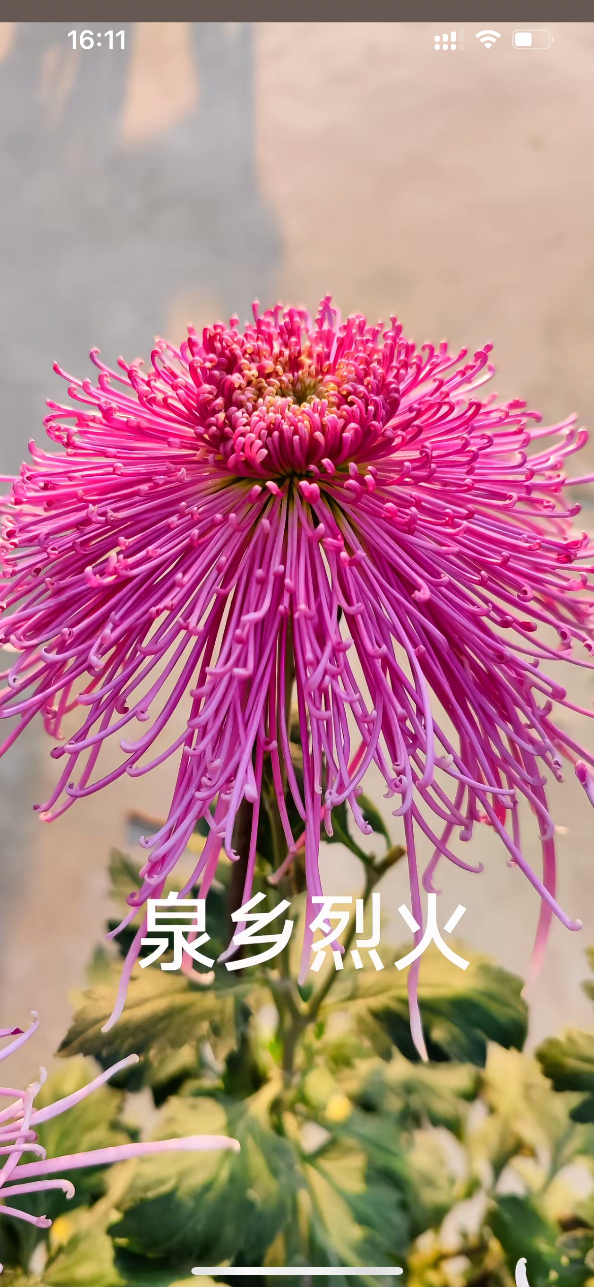 全乡烈火菊花苗2颗