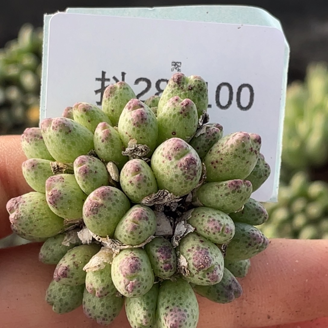 花***洛28-100肉锥多肉植物
