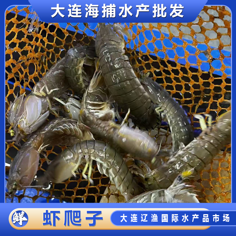 【辽渔市场国企直营】大连当地虾爬子 皮皮虾保鲜不保活