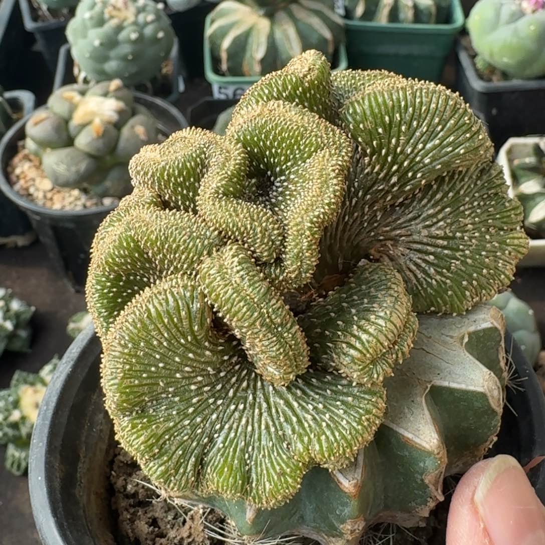 【闪购商品】薄叶花笼坠603