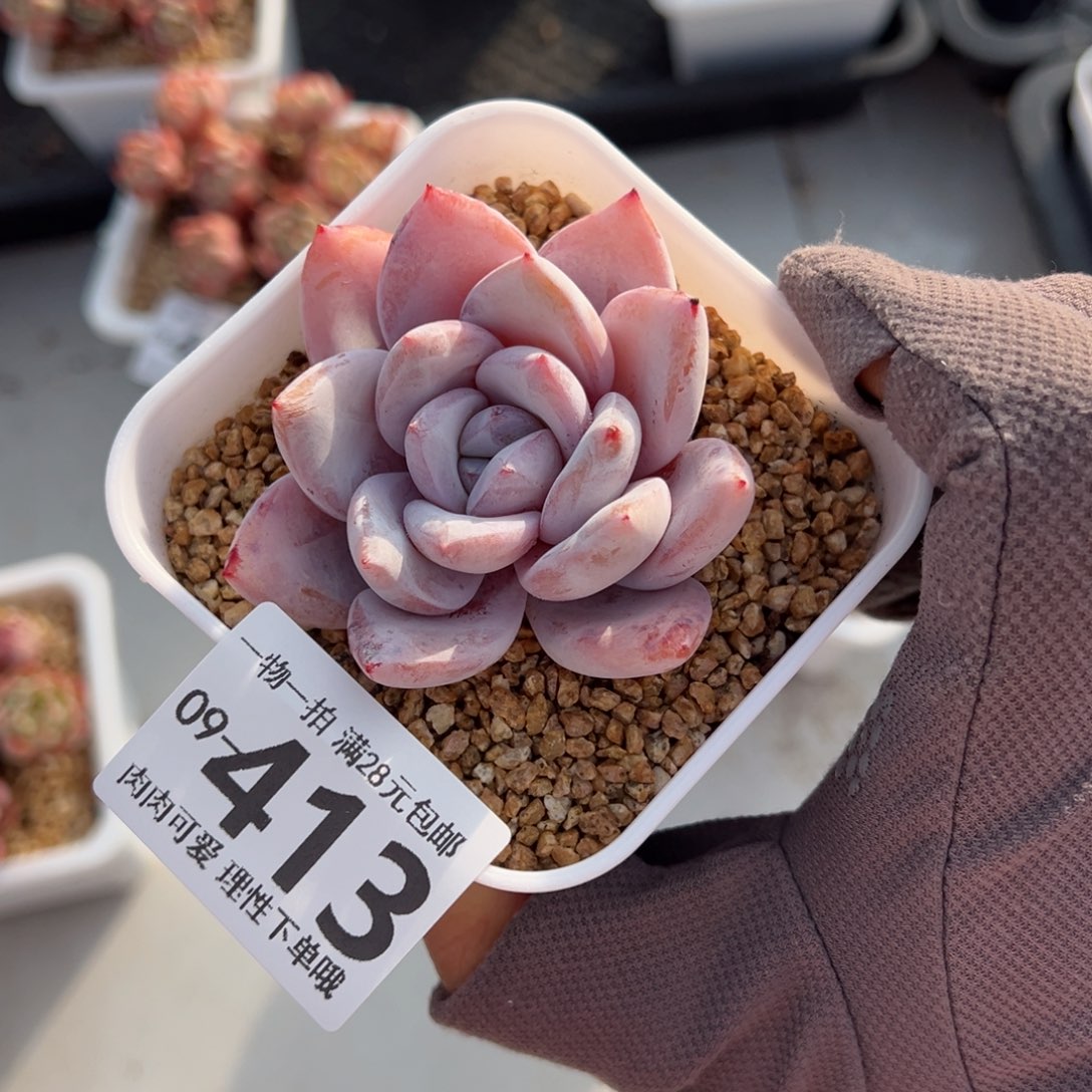 嫦娥多肉多肉多肉多肉