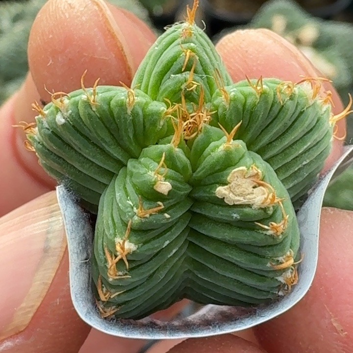 无花朵落地五星花龙608