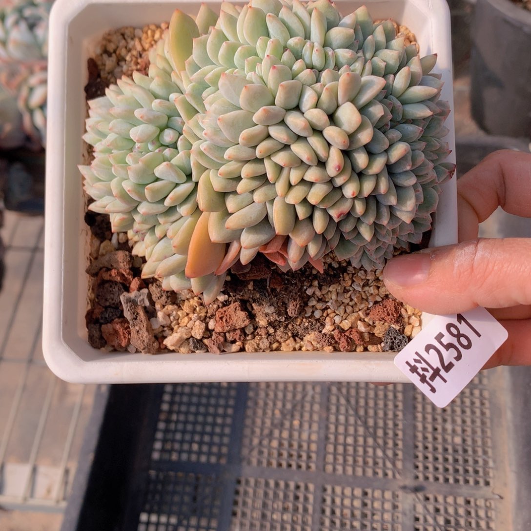 2581缀在美国市场销售