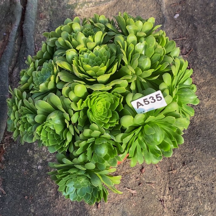 翡翠冰多肉植物535