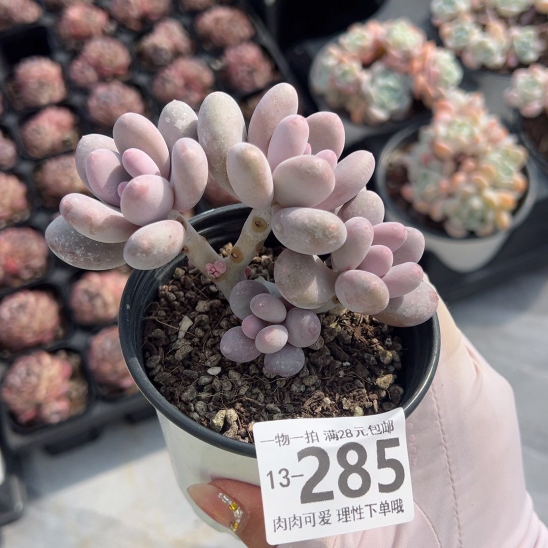 海狸美人多肉多肉多肉