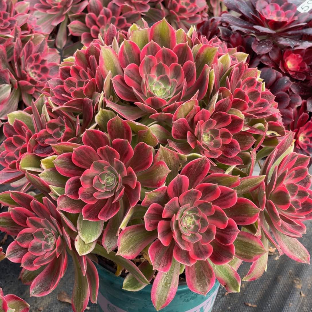 664浣纱精品法师多肉