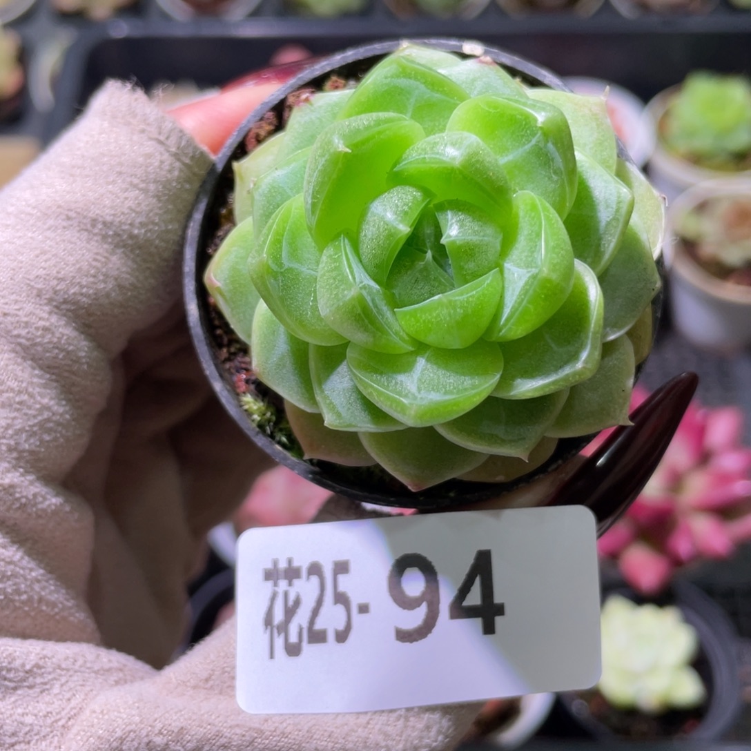 花利美25-94新品珍妮