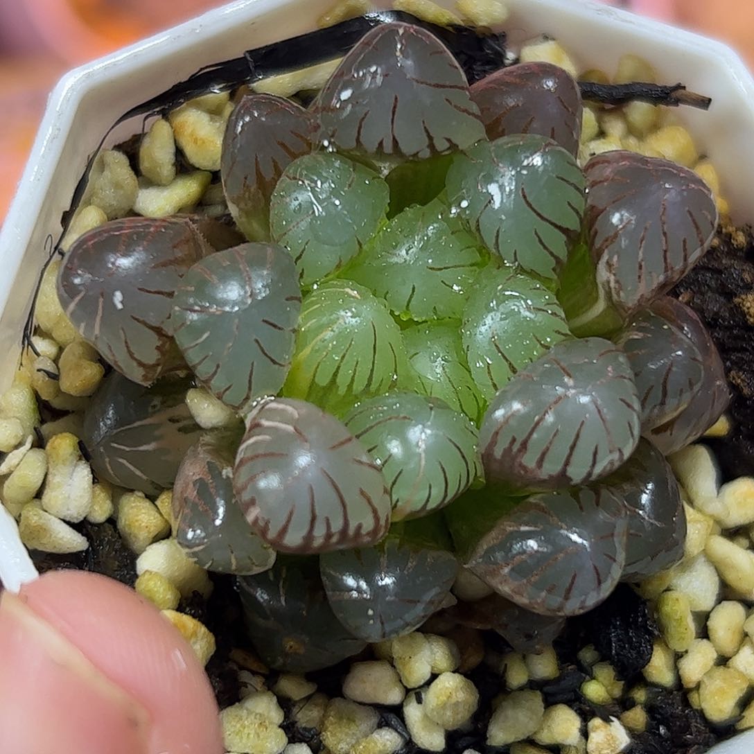 潘灯锦十二卷多肉植物