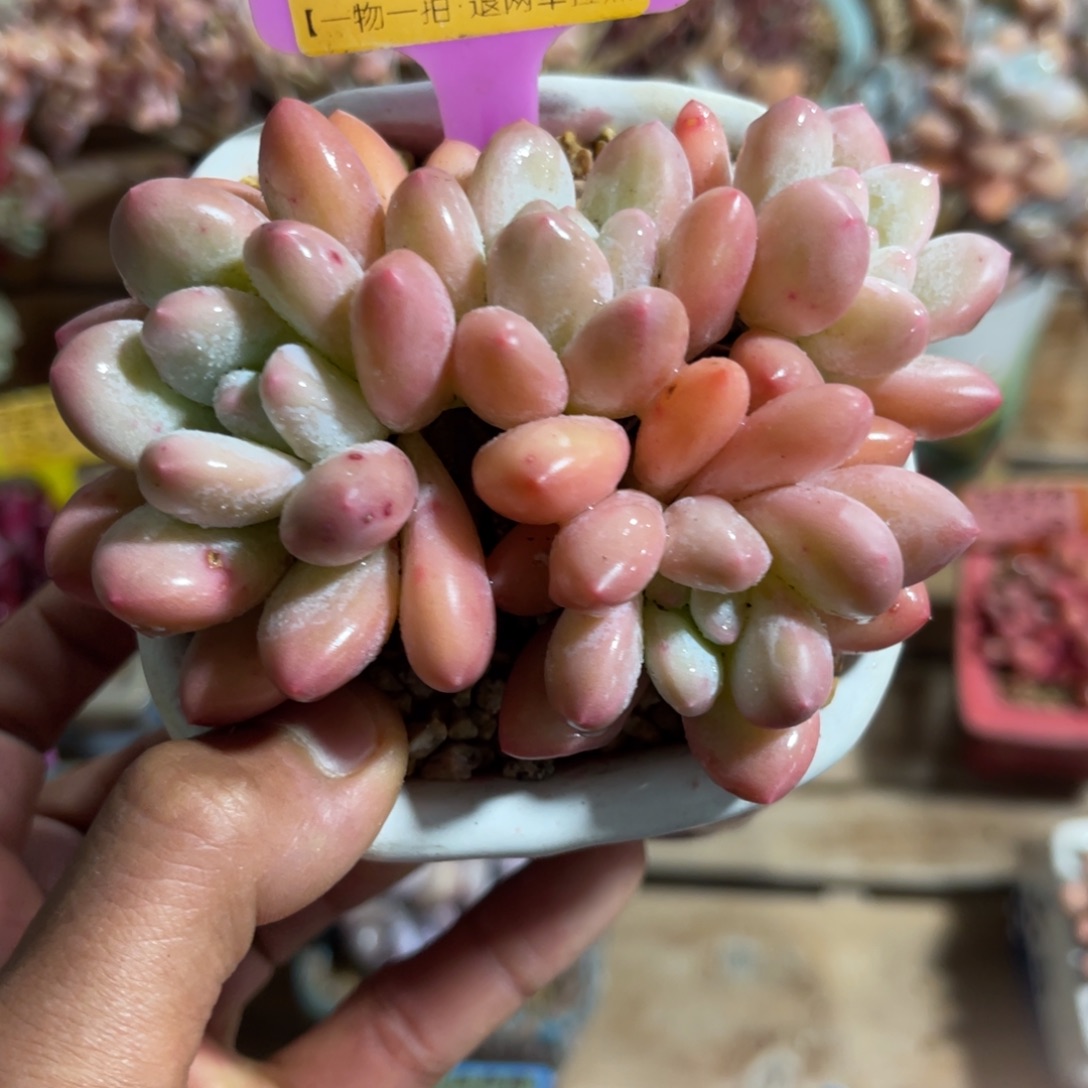 云尘多肉一物一拍不含盆867