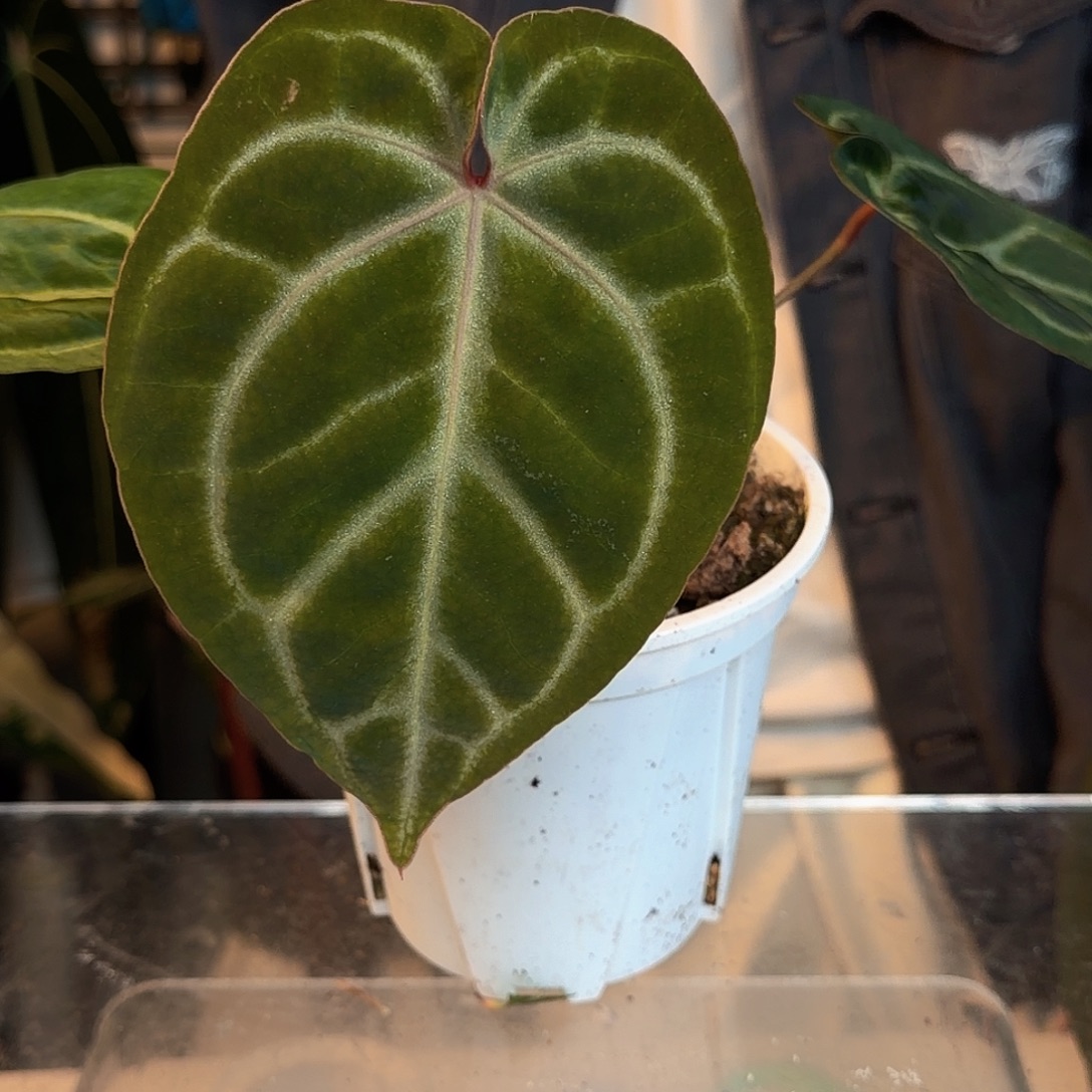 雪***饼完全开放O152 粉挑心杂泡泡