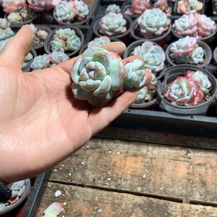 哈哈哈哈哈哈哈哈