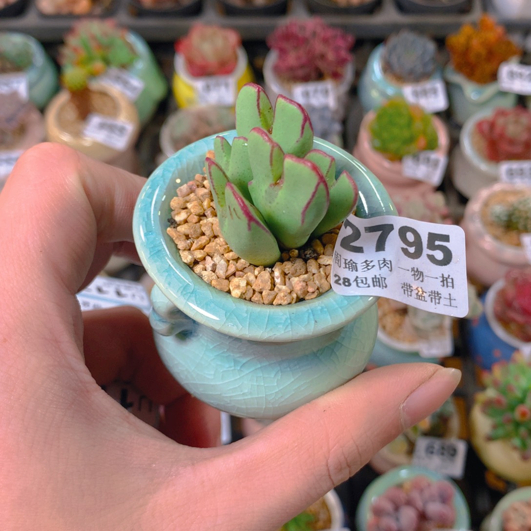 5厘米盆精控多肉2795