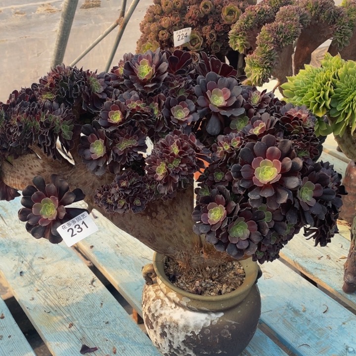 231号欧子法师朵朵