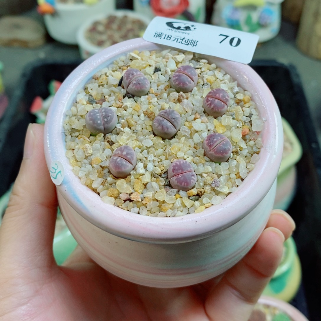 生石花花花花花花70