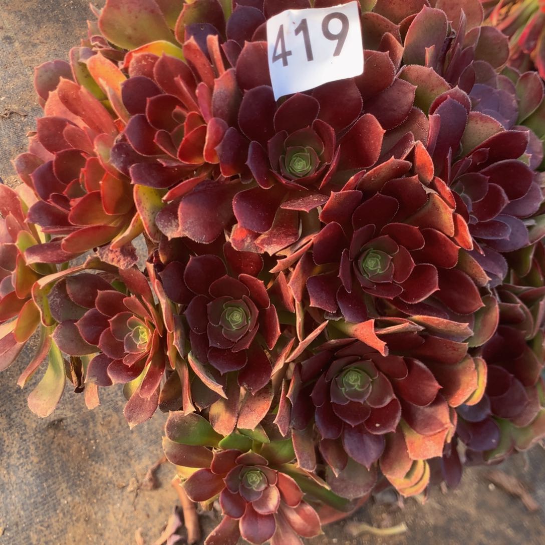 419荷兰玫多肉植物