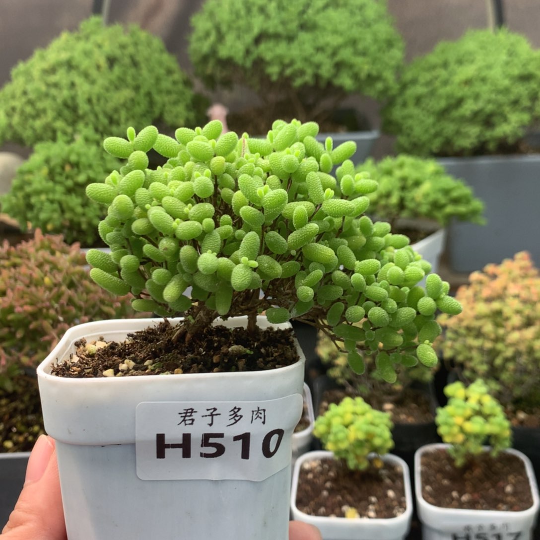 510蜜橘。              