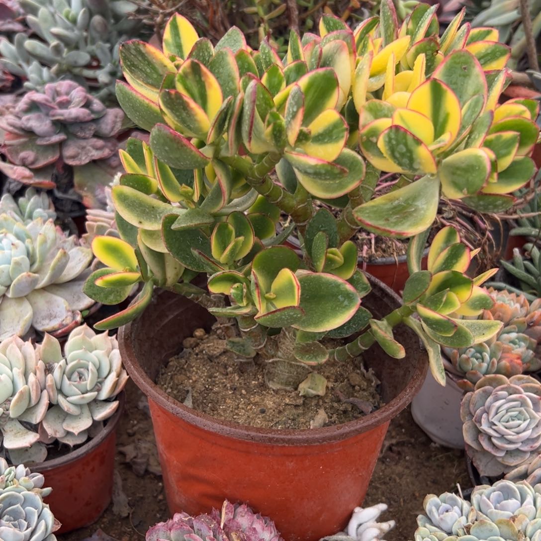 多肉植物新花月锦