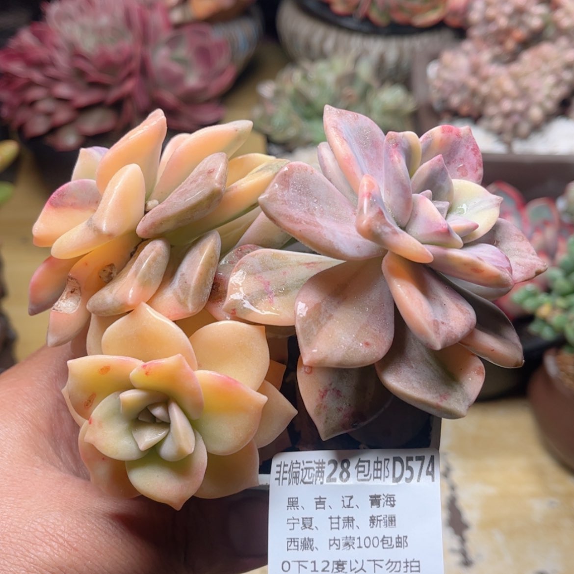 【闪购商品】574紫乐锦