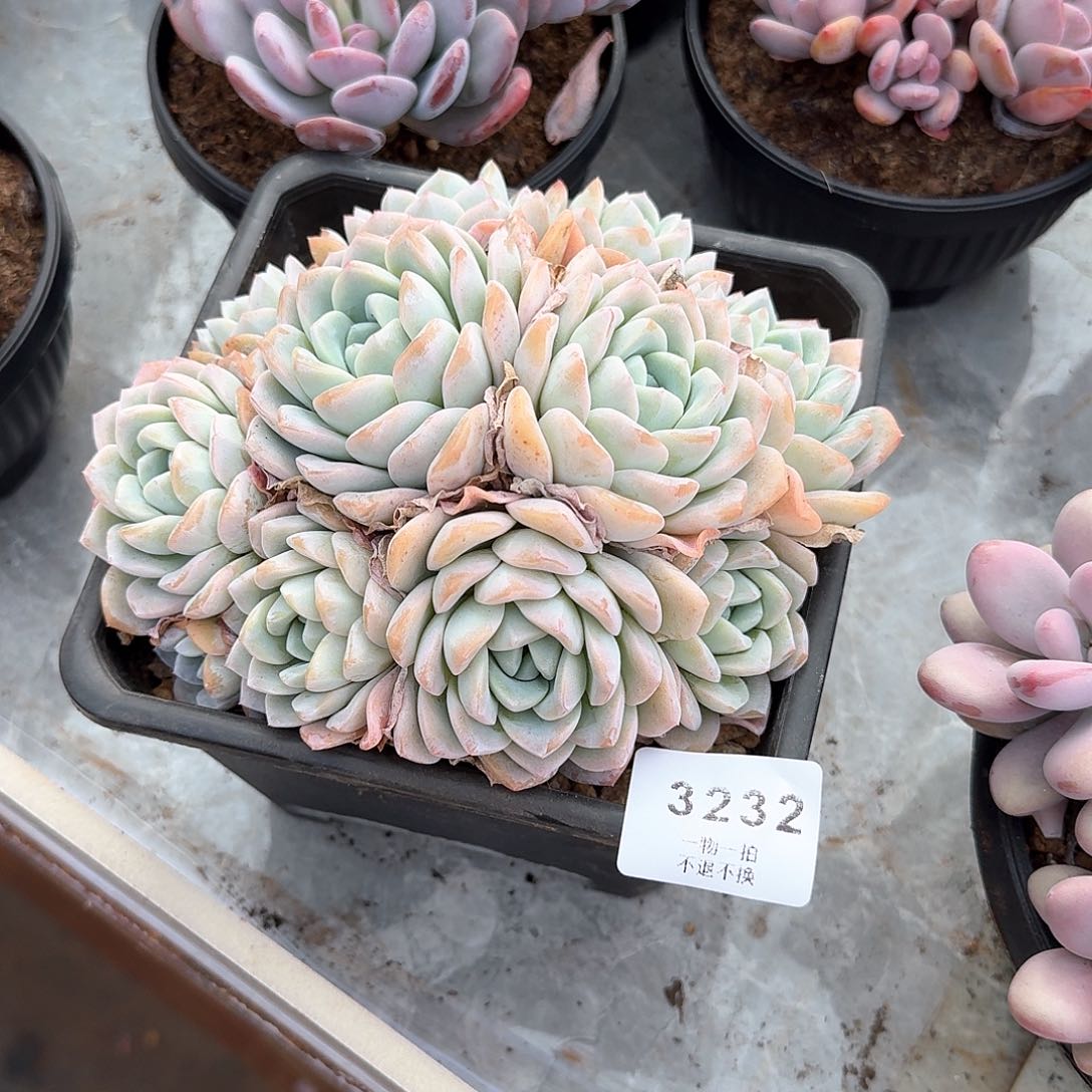 明**…3232号冰玉捧花