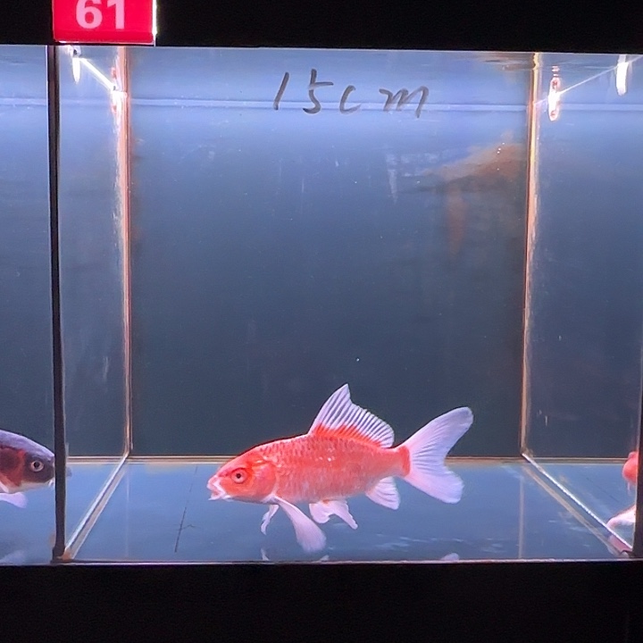 蝴蝶鲤鱼61号花红