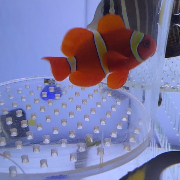 海水鱼金透红4cm+ 180包装10运费20