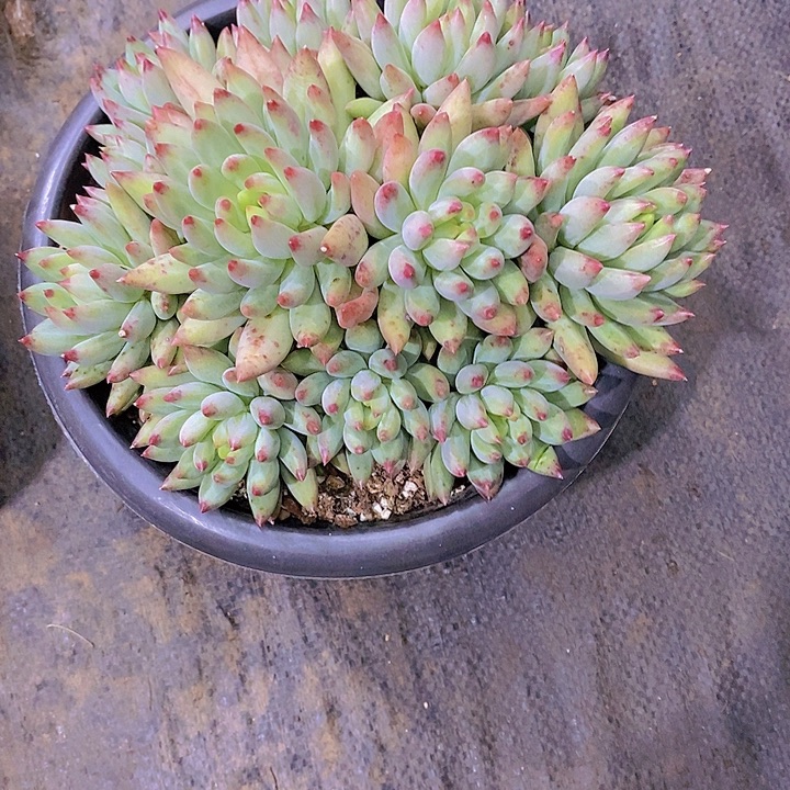 蔷***院虞美人多肉植物老桩