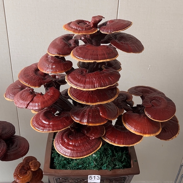 用***9无花朵可观赏可食用