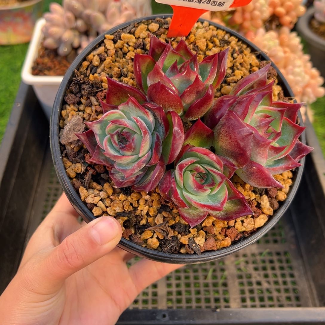 表妹精品多肉1070.