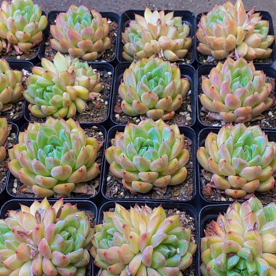 429多肉植物量拍4颗