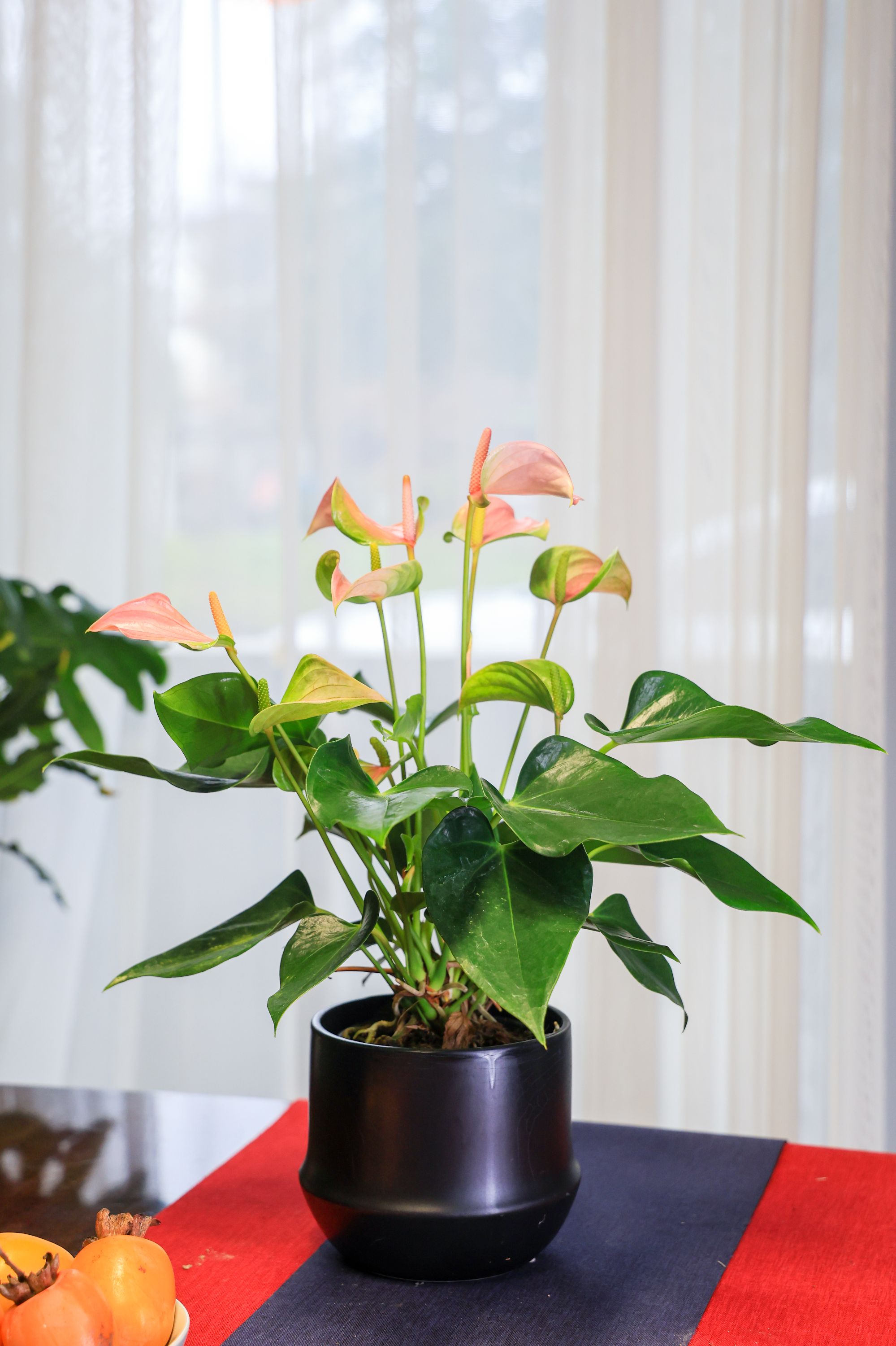 【胭脂茉莉】粉掌红掌盆栽室内花卉四季开花好养绿植净化空气