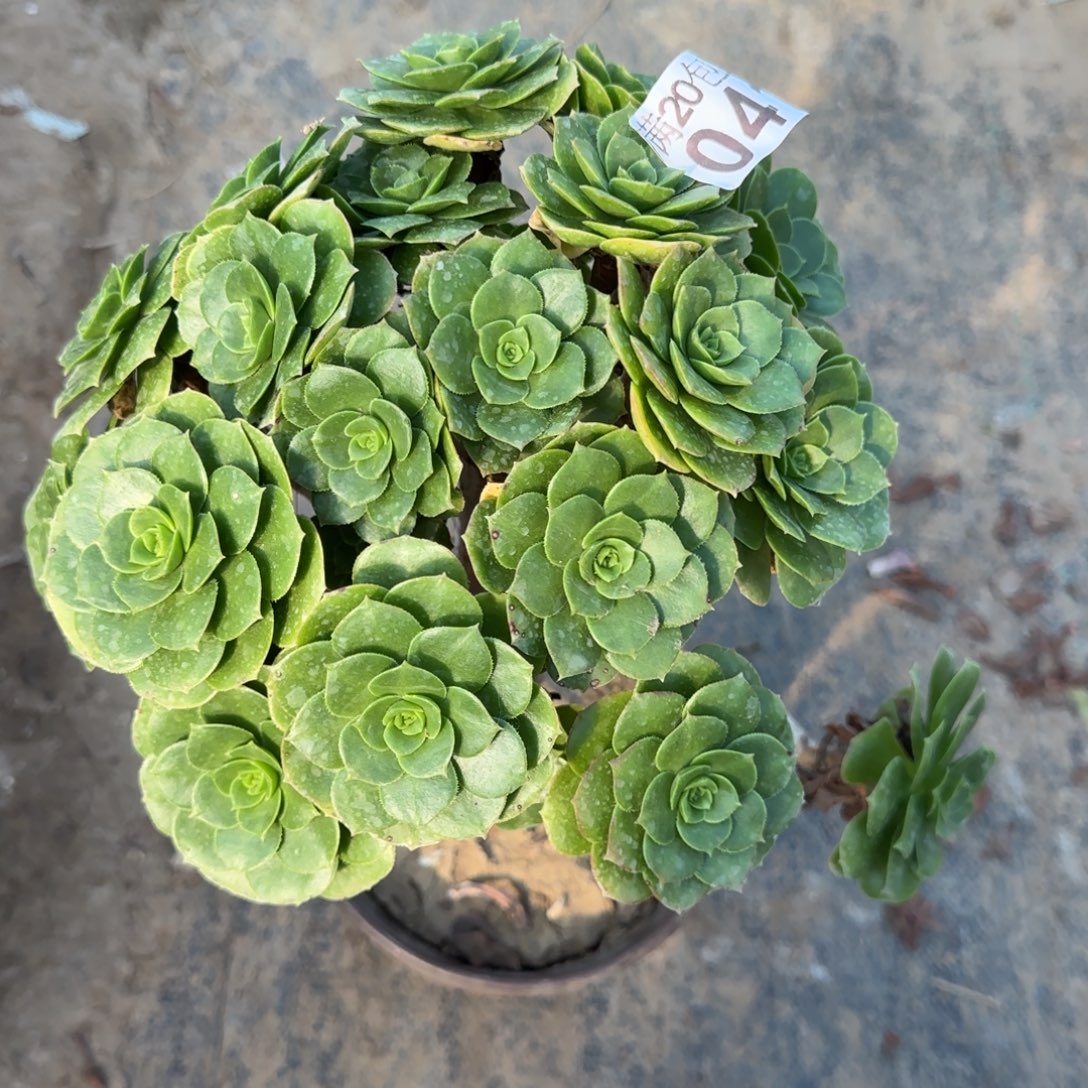 绿羊绒041满20包邮断枝不包瑕疵