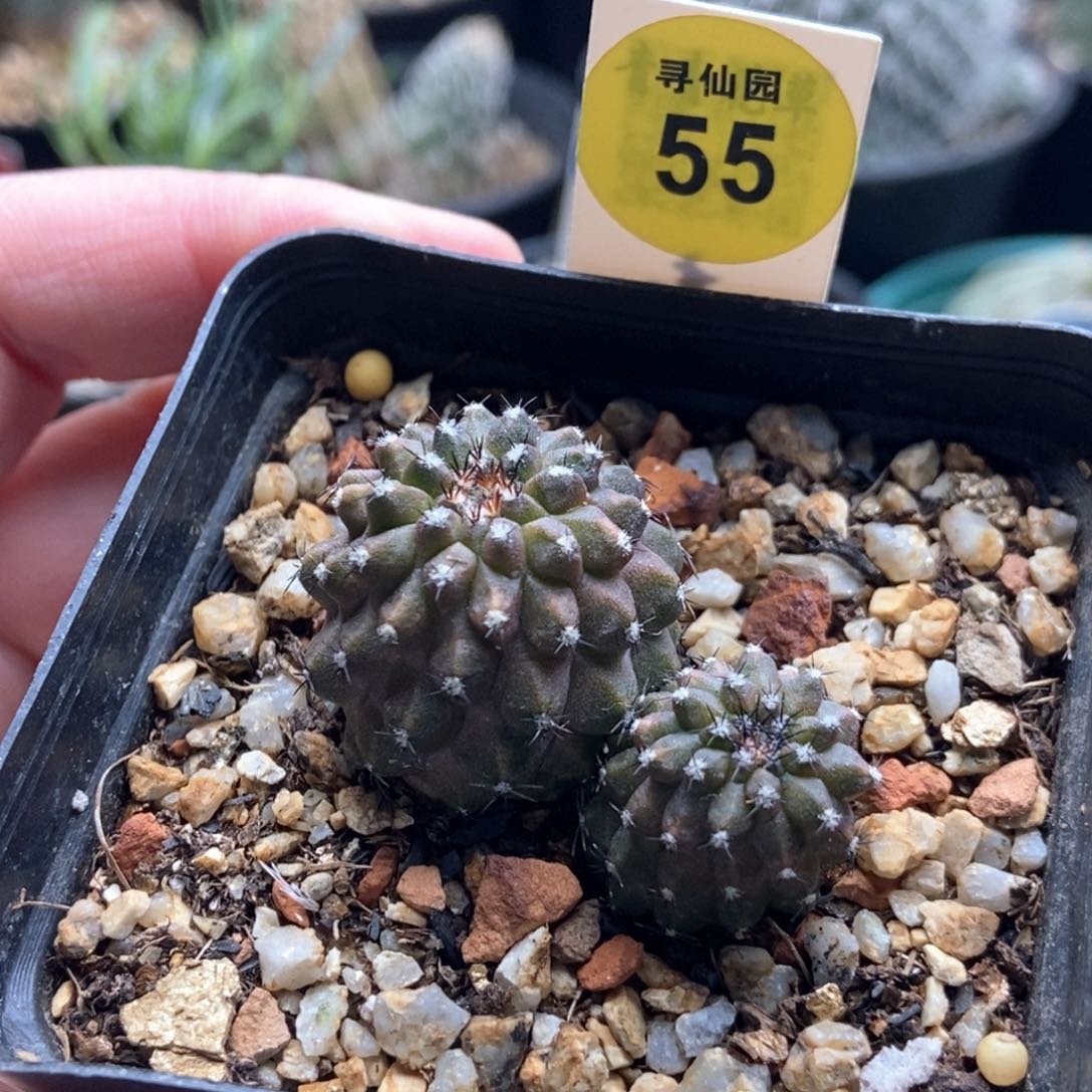 实生双头尤仙人一棵仙人球