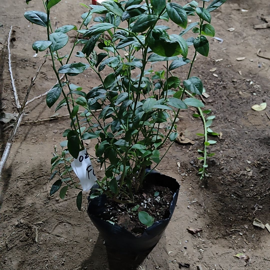 当前无花朵，栽培后可花朵F6