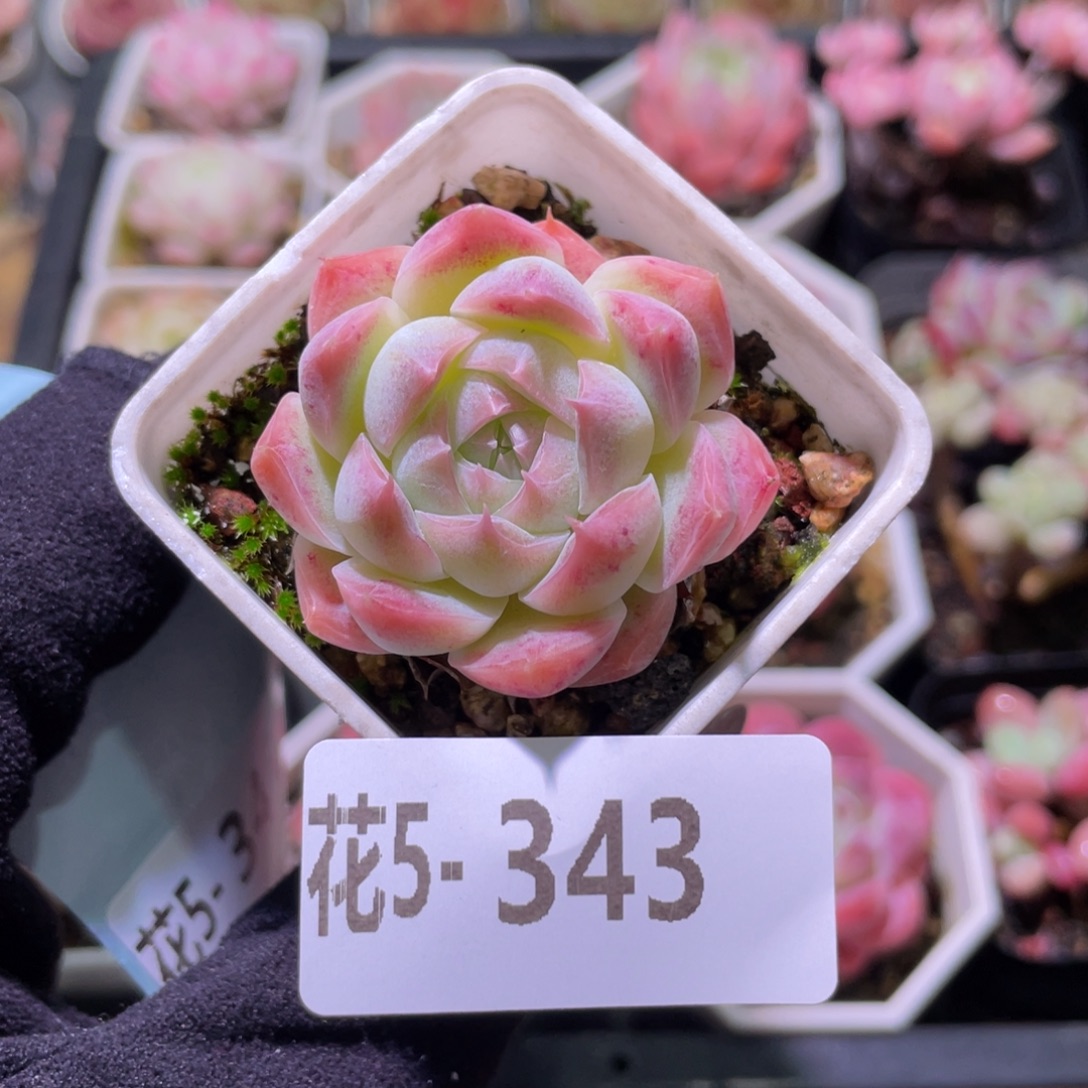 花利美5-343美瞳单头