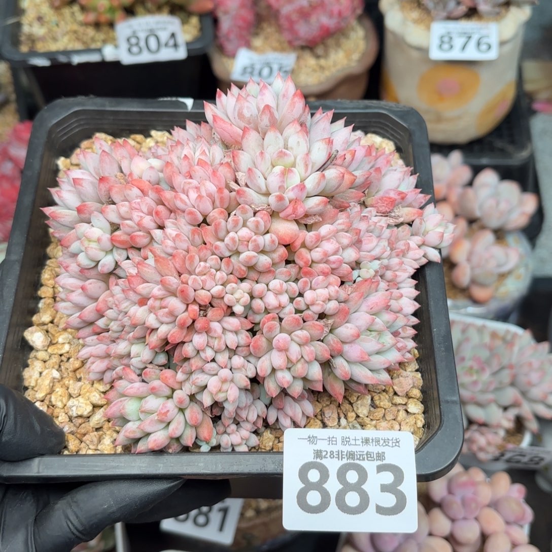 明珠多肉无盆土发货