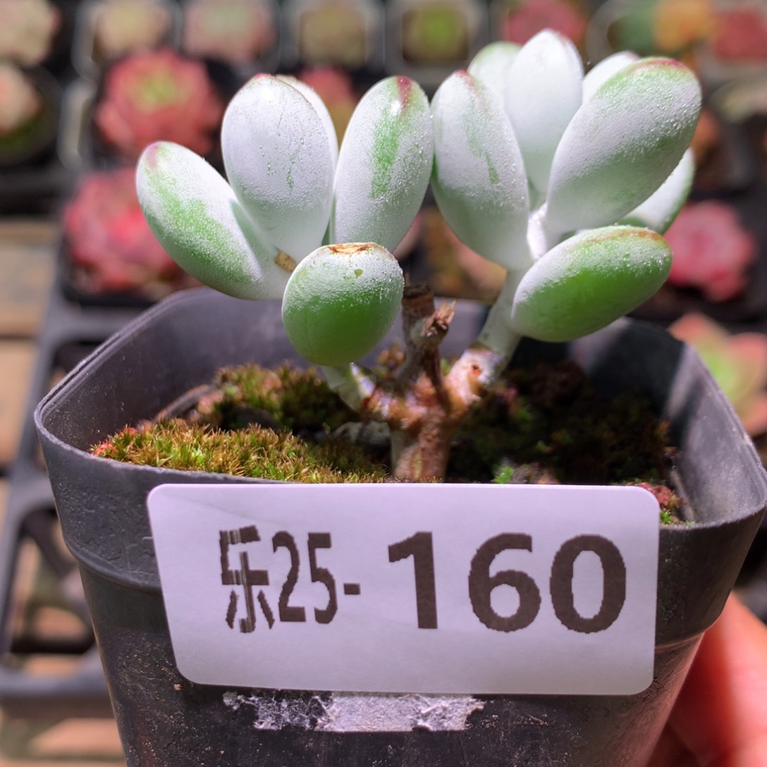 乐然25-168 乒乓福娘 