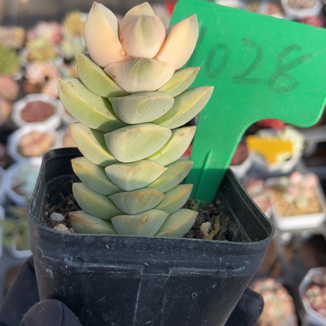 1028季之川锦多肉植物