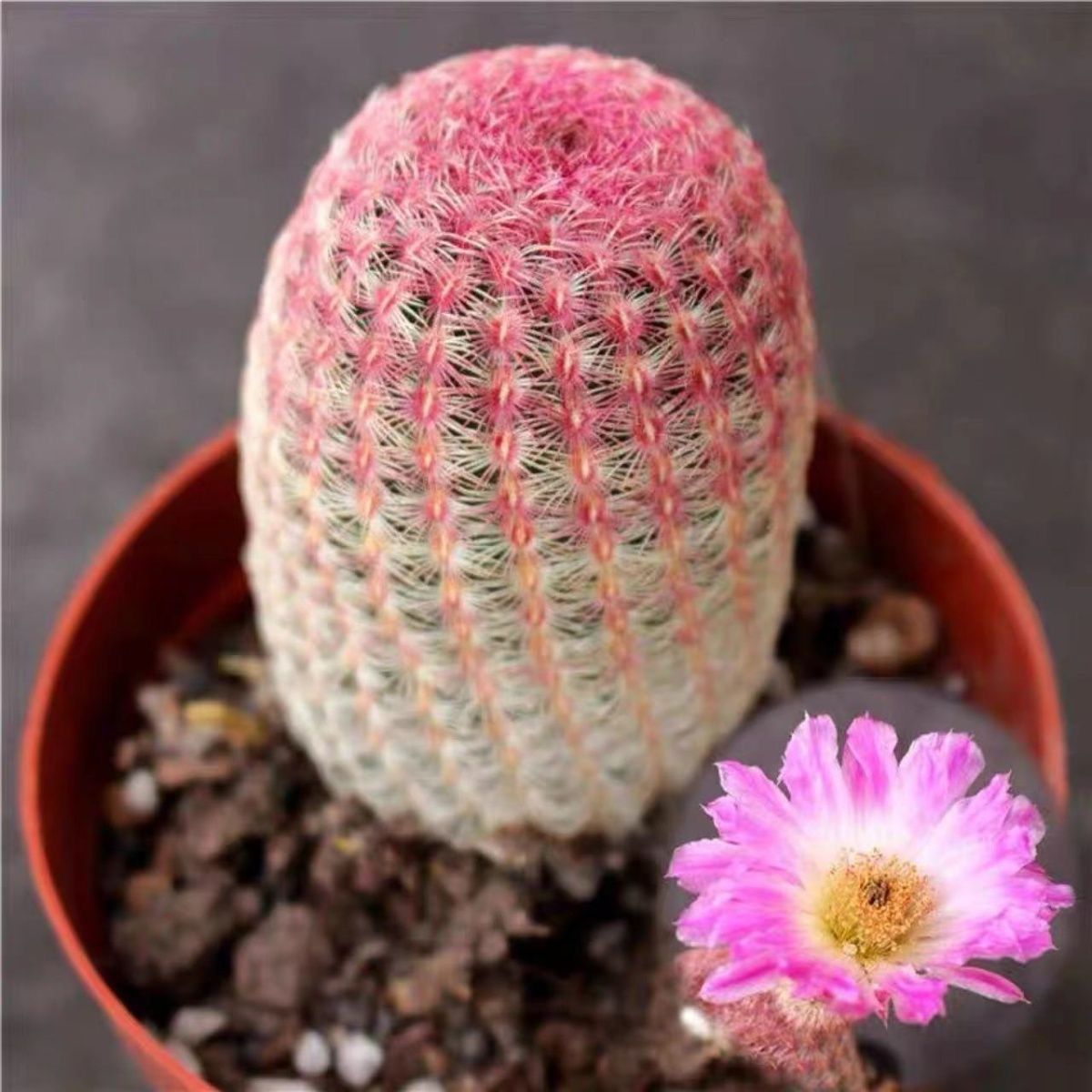 实生红太阳  仙人球防辐射好养会开花阳台多肉植物